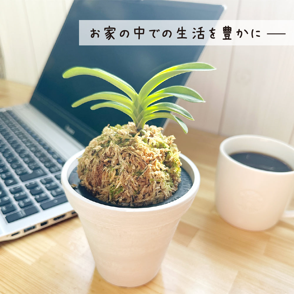 風貴蘭 風蘭 蘭 エコポット 選べる色 ラッピング無料 黒受皿付 白花 麒麟丸 玉金剛 兜丸 翠華殿 麒麟丸 フウキラン フウラン 送料無料