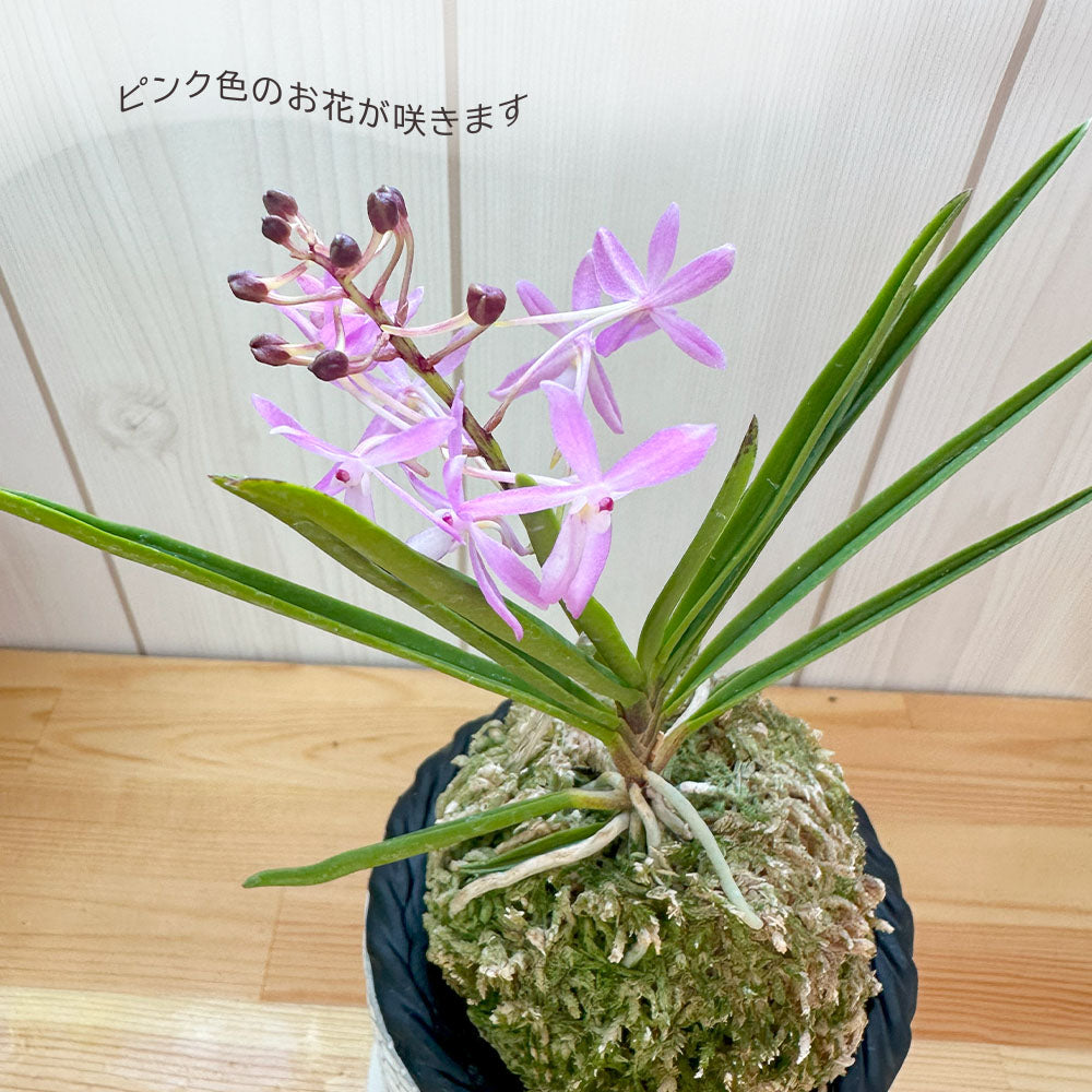 富貴蘭 風蘭 蘭 苔玉 選べる 白のデザイン陶器鉢 ピンク花 ソーサー付フウキラン 蘭 花