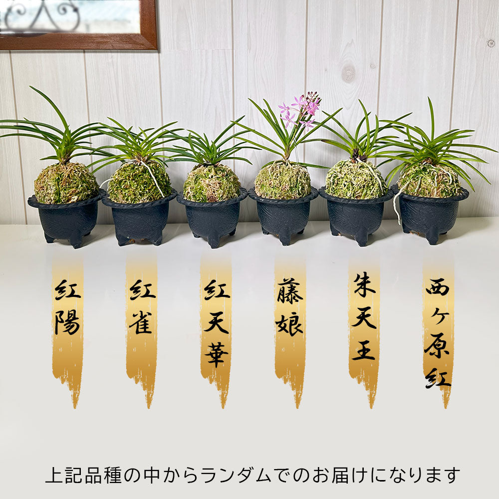 富貴蘭 風蘭 蘭 苔玉 選べる 白のデザイン陶器鉢 ピンク花 ソーサー付フウキラン 蘭 花