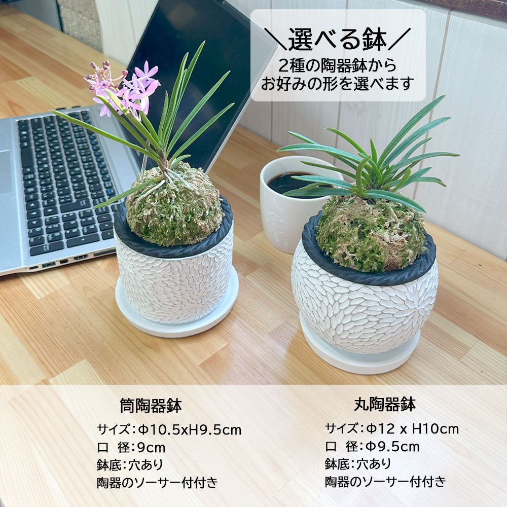 富貴蘭 風蘭 蘭 苔玉 選べる 白のデザイン陶器鉢 ピンク花 ソーサー付フウキラン 蘭 花