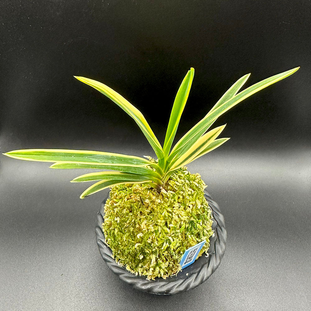 富貴蘭 風蘭 蘭 建国覆輪 ケンコクフクリン 1本立 T473 フウキラン 花