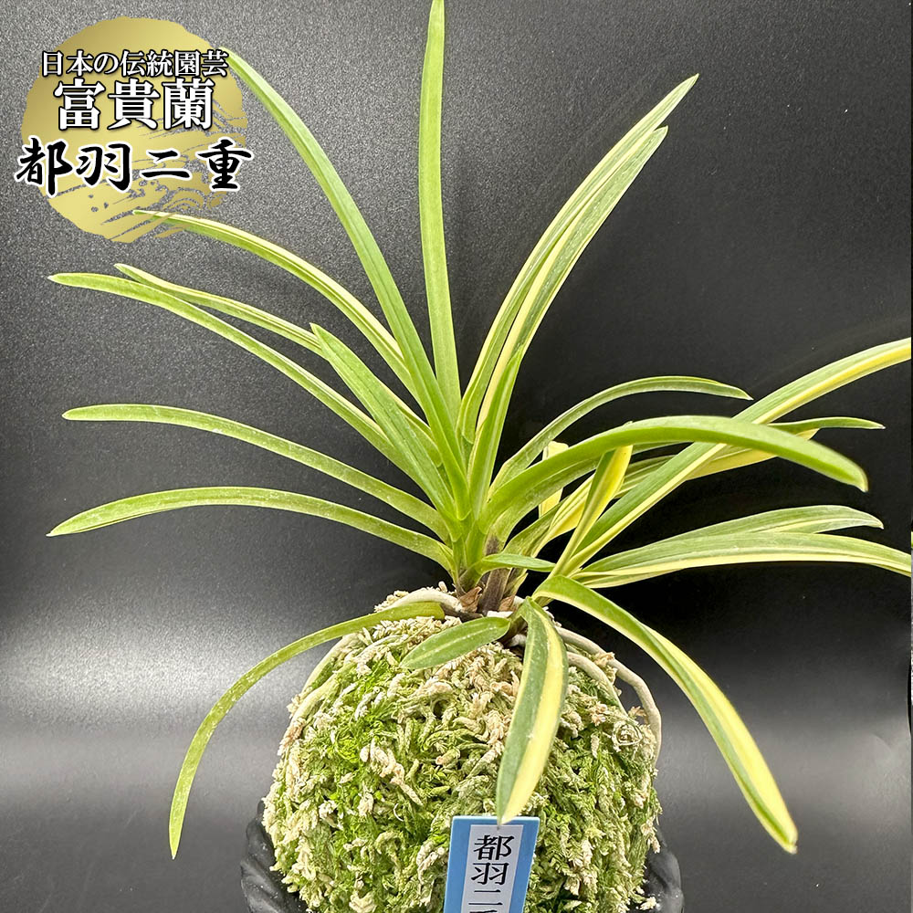富貴蘭 都羽二重 みやこはぶたえ fu-1858-aフウキラン 蘭 花