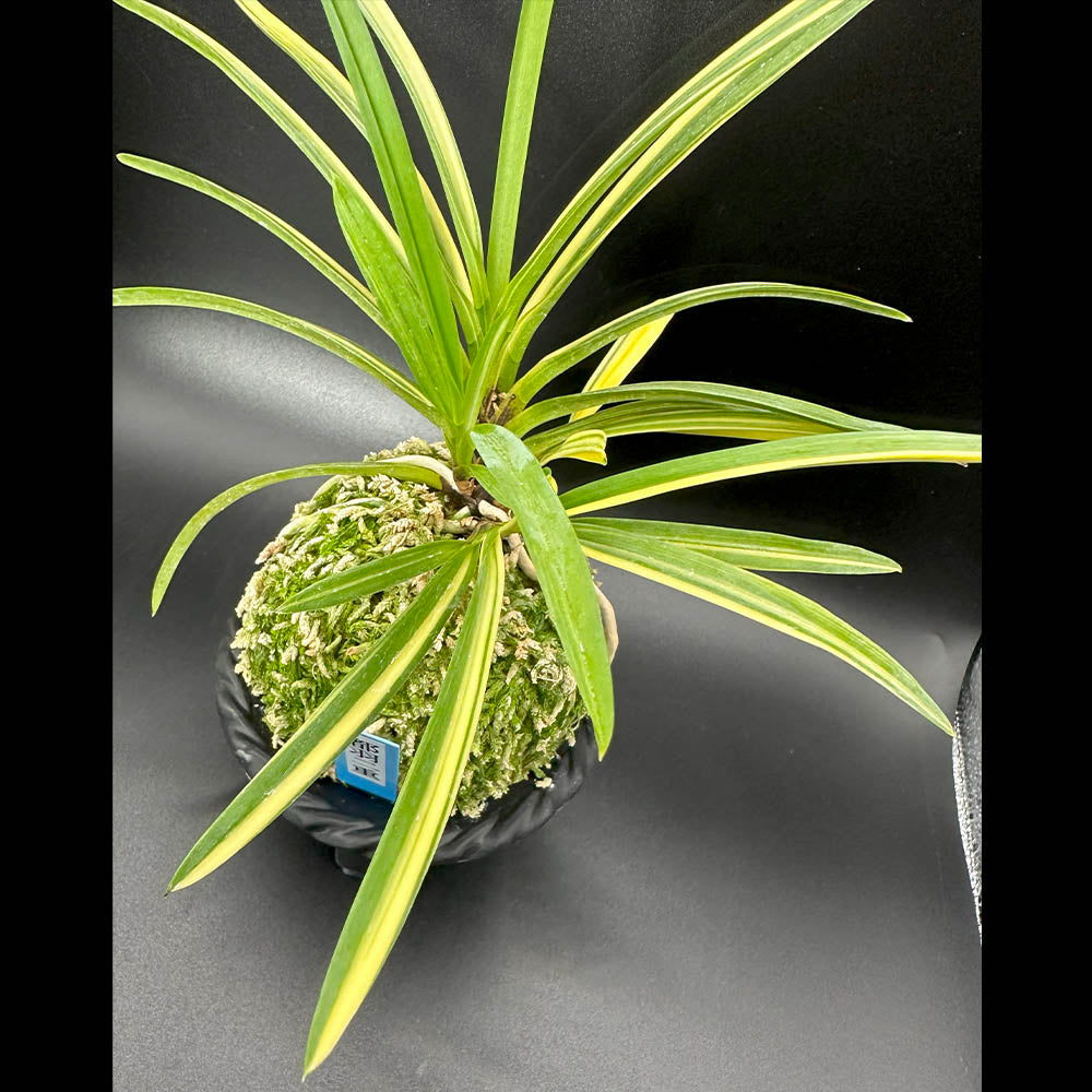 富貴蘭 都羽二重 みやこはぶたえ fu-1858-aフウキラン 蘭 花