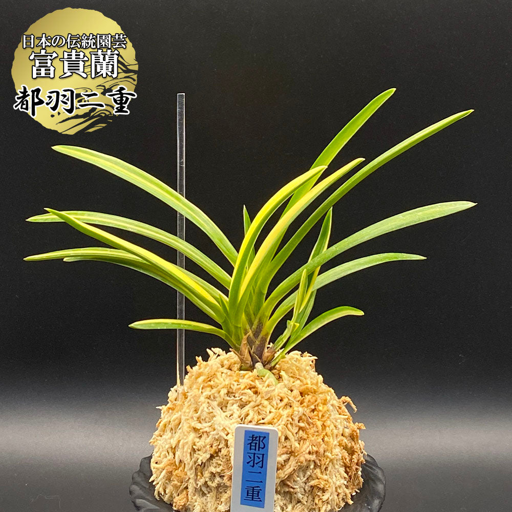 富貴蘭 風蘭 蘭 都羽二重 ミヤコハブタエ 4本立 【現品】 1858-b フウキラン フウラン 送料無料