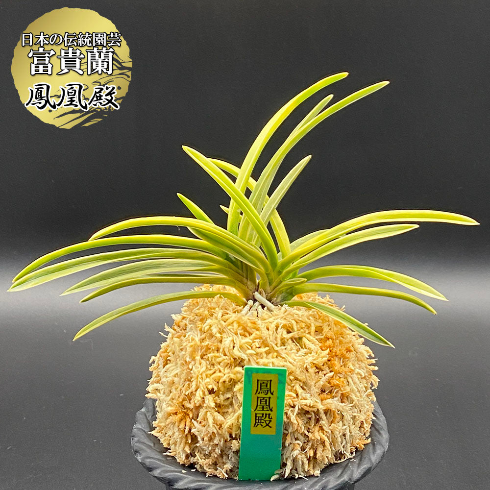 富貴蘭 風蘭 蘭 鳳凰殿 ホウオウデン 3本立 【現品】 2319-a フウキラン フウラン 送料無料