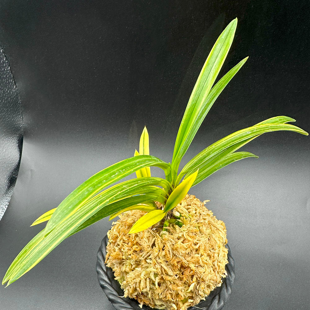 富貴蘭 風蘭 蘭 金兜 金甲覆輪 キンカブト キンカブトフクリン 3本立 【現品】 2451 フウキラン フウラン 送料無料