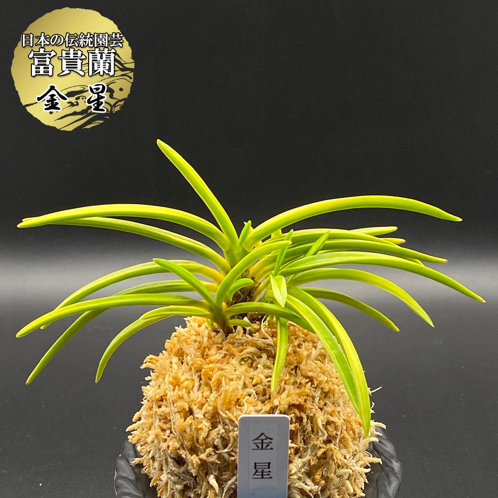 富貴蘭 風蘭 蘭 金星 キンボシ 6本立 【現品】 2489-2 フウキラン フウラン 送料無料