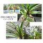 風貴蘭 風蘭 蘭 エコポット 選べる色 ラッピング無料 黒受皿付 白花 麒麟丸 玉金剛 兜丸 翠華殿 麒麟丸 フウキラン フウラン 送料無料