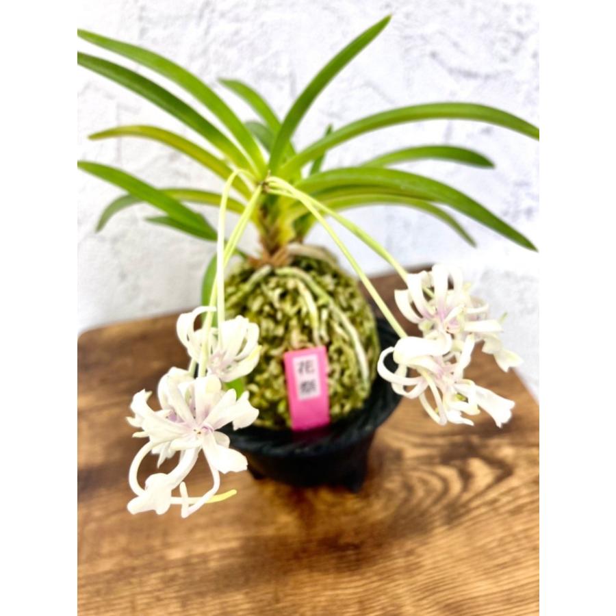 富貴蘭 花祭 S2 フウキラン 蘭 花