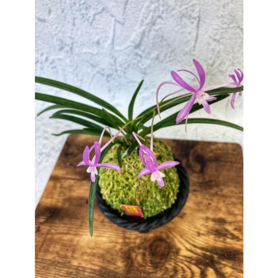 富貴蘭 紅陽 S3 フウキラン 蘭 花