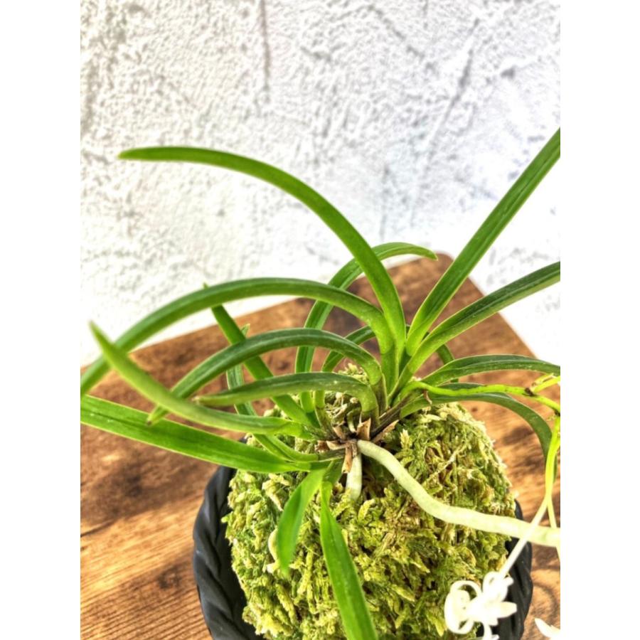 富貴蘭 風蘭 蘭 皇座の舞 おうざのまい 5本立 【現品】 T40-B S6 フウキラン フウラン 花 送料無料