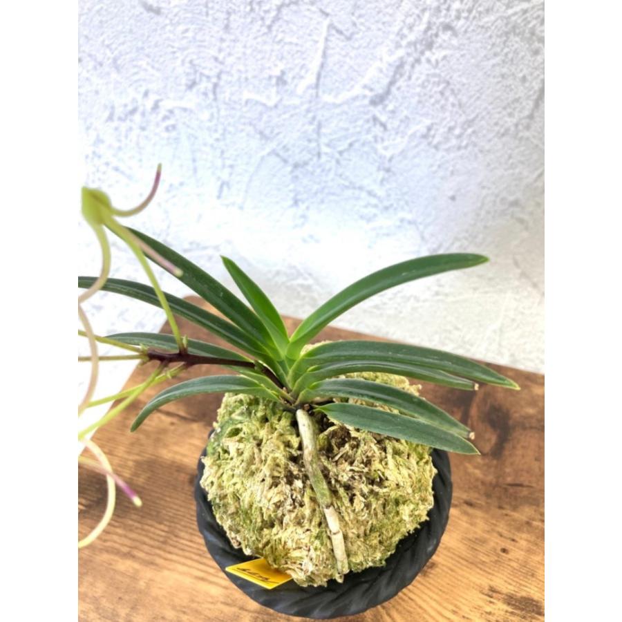 富貴蘭 万華鏡 S9 フウキラン フウラン 蘭 花