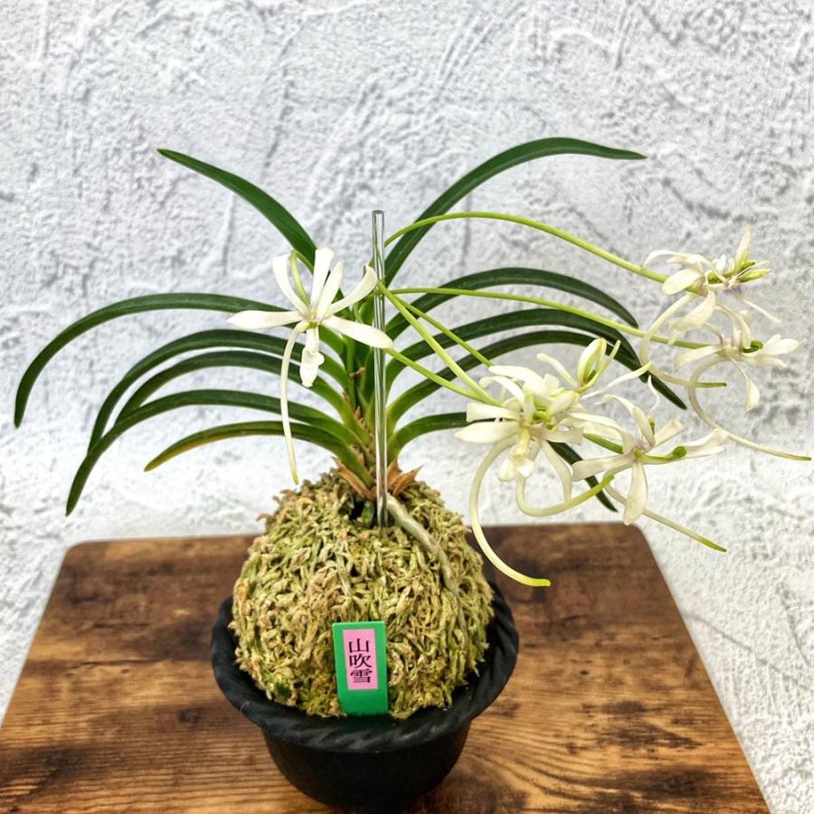 富貴蘭 山吹雪 S10 フウキラン 蘭 花
