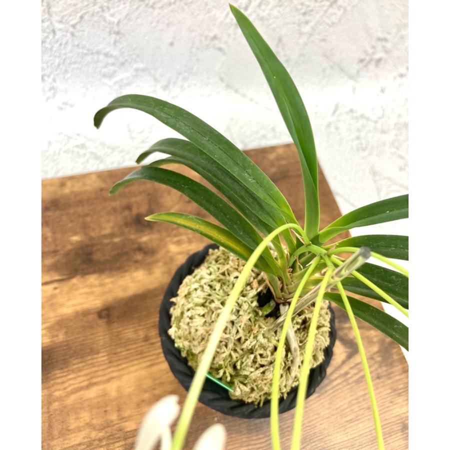 富貴蘭 山吹雪 S10 フウキラン 蘭 花