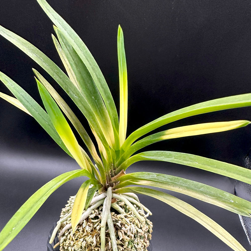 富貴蘭 旭昇 2本立 S12 8021 フウキラン 蘭 花