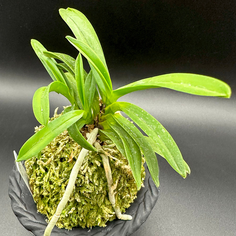 富貴蘭 雲海 3本立 S13 2905 フウキラン 蘭 花