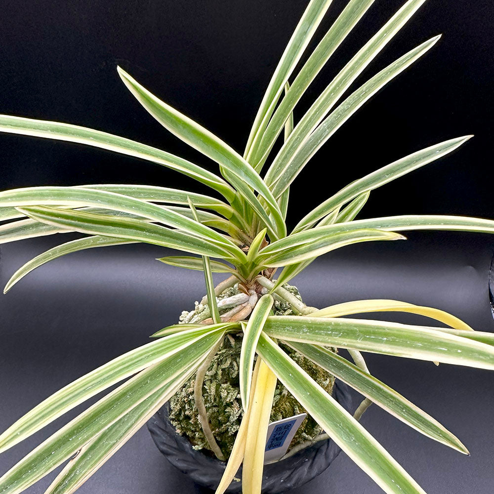 富貴蘭 駿河覆輪 6本立 S18 8250 フウキラン 蘭 花