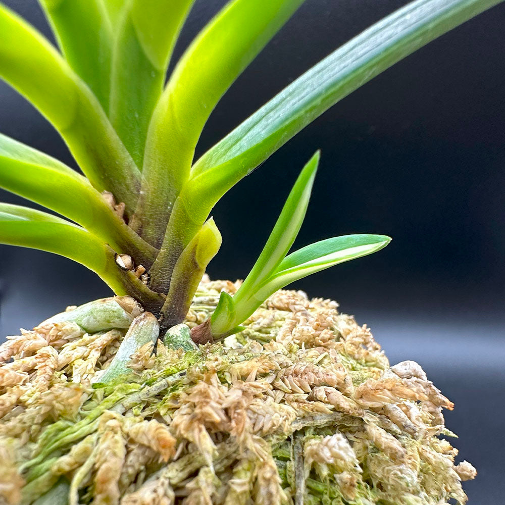 富貴蘭 白牡丹 2本立 はくぼたん T472 フウキラン 蘭 花