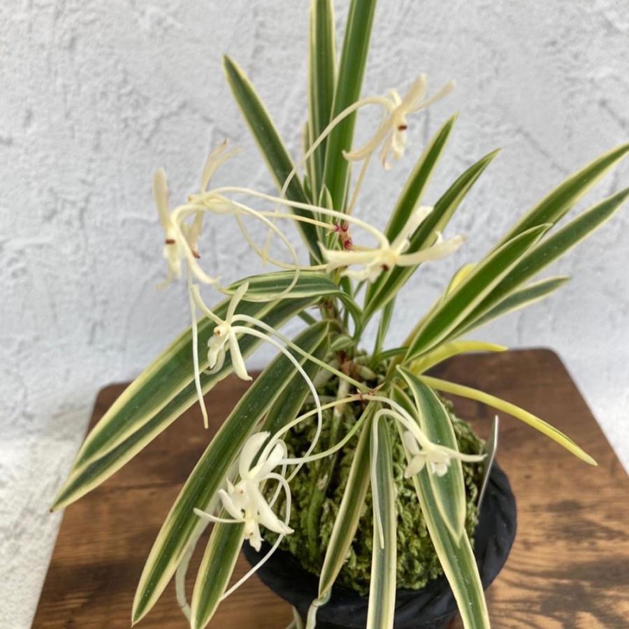 富貴蘭 駿河覆輪 6本立 S18 8250 フウキラン 蘭 花