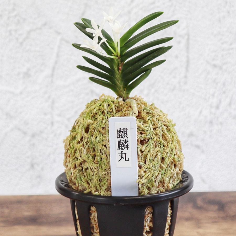 富貴蘭 麒麟丸 S19フウキラン 蘭 花