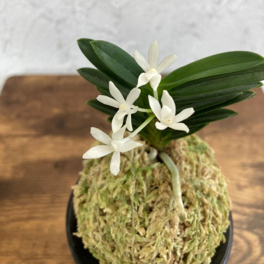 富貴蘭 麒麟丸 S19フウキラン 蘭 花