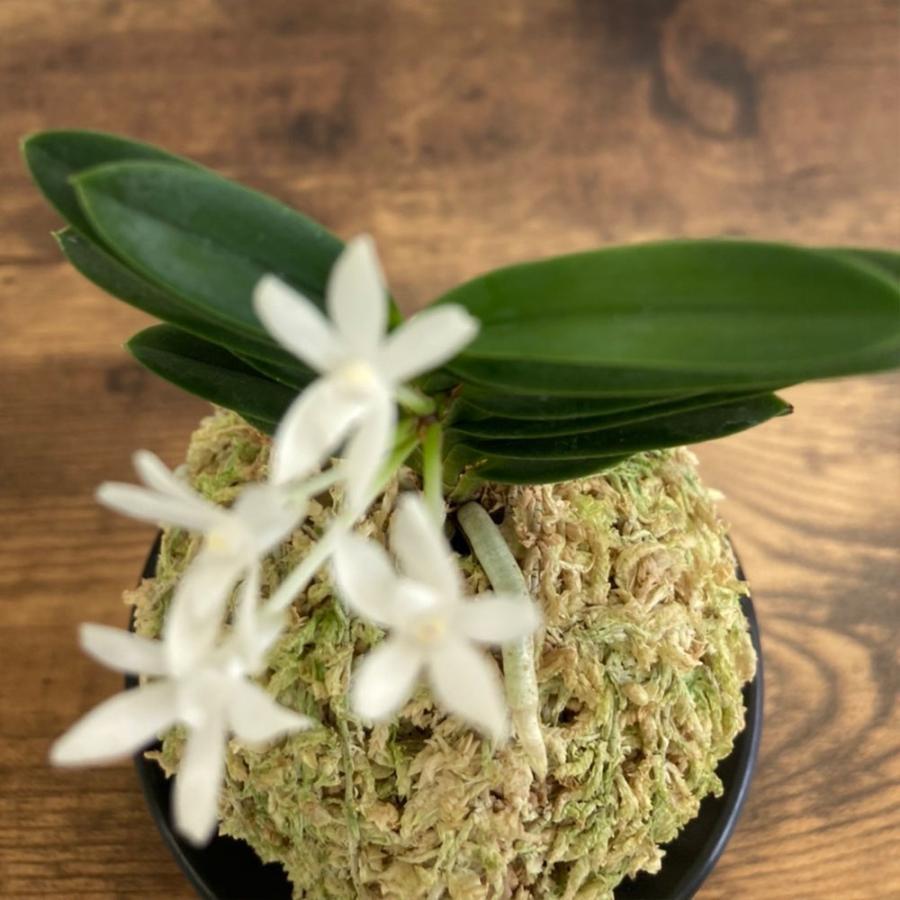 富貴蘭 麒麟丸 S19フウキラン 蘭 花