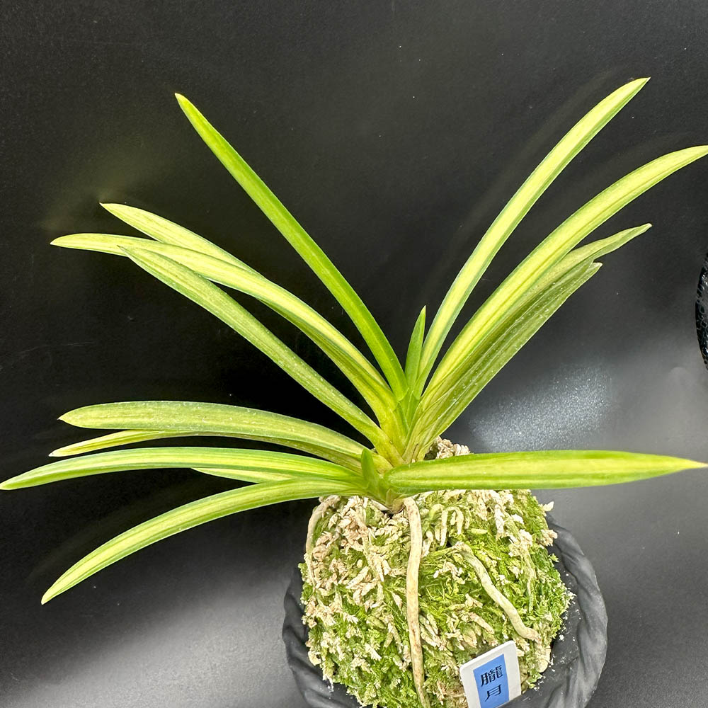 富貴蘭 風蘭 蘭 朧月 6本立 おぼろづき 【現品】 S20 1870-B フウキラン フウラン 送料無料