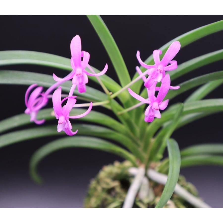 富貴蘭 真紅 S21 フウキラン 蘭 花