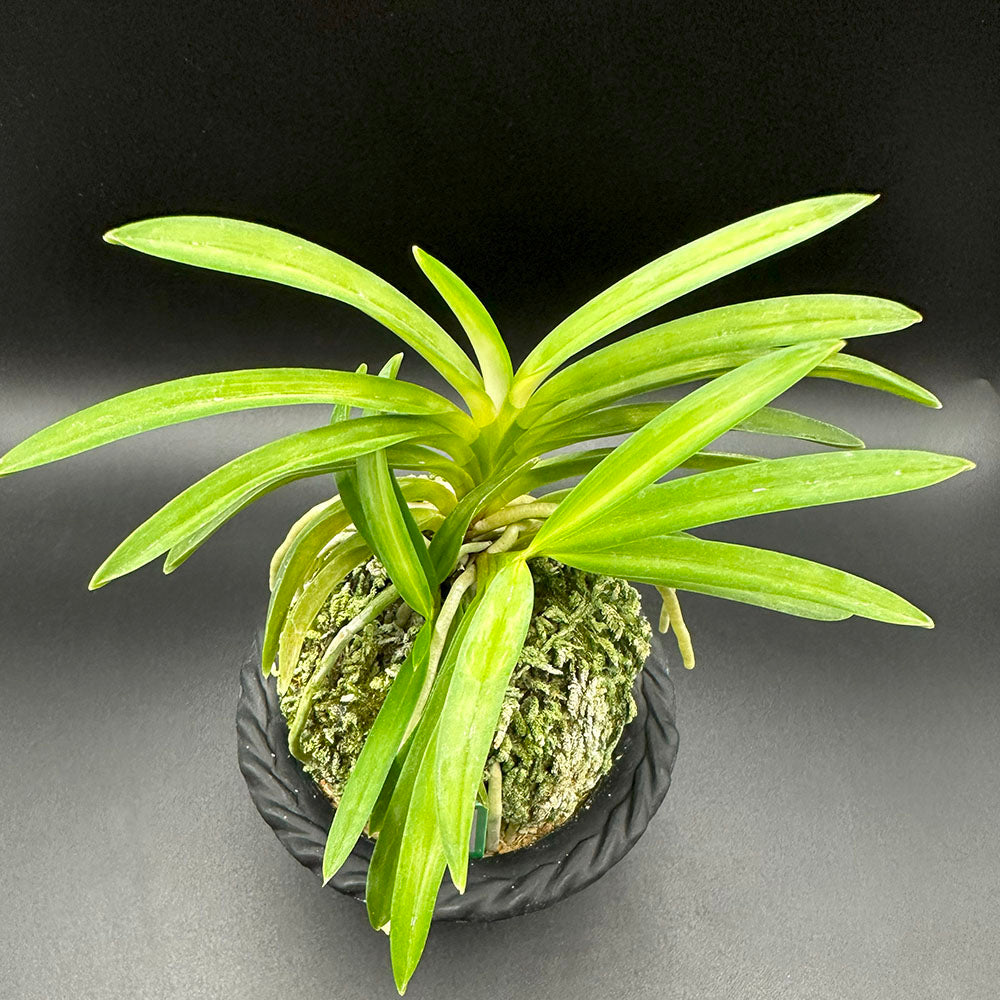 富貴蘭 豊明殿 3本立 S26 8100 フウキラン 蘭 花