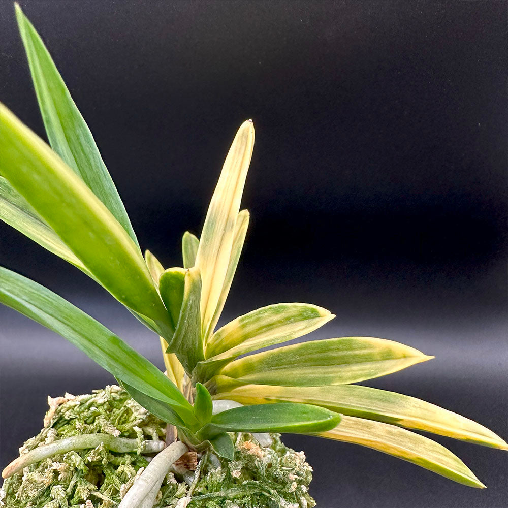 富貴蘭 紅法師虎 2本立 べにぼうしとら S29 フウキラン 蘭 花