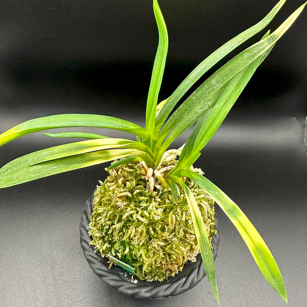 富貴蘭 風蘭 蘭 紅河 こうが 4本立 【現品】 T236-C S30 フウキラン フウラン 送料無料