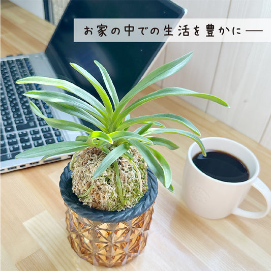 富貴蘭 風蘭 蘭 キラキラプラスチック器 白花 白麗 大鷹丸 青龍 長州殿 フウキラン フウラン 送料無料