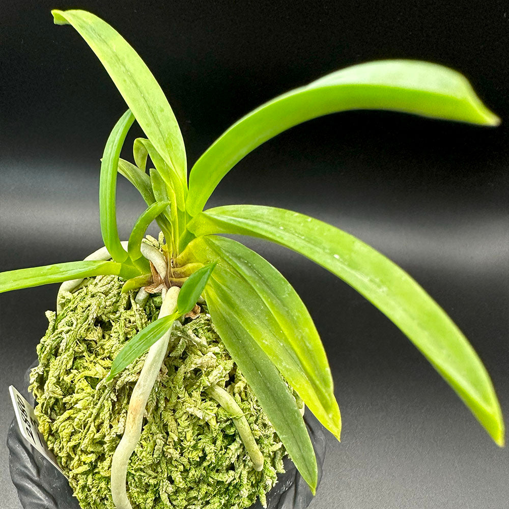 富貴蘭 源氏蛍 3本立 げんじぼたる S31 フウキラン 蘭 花