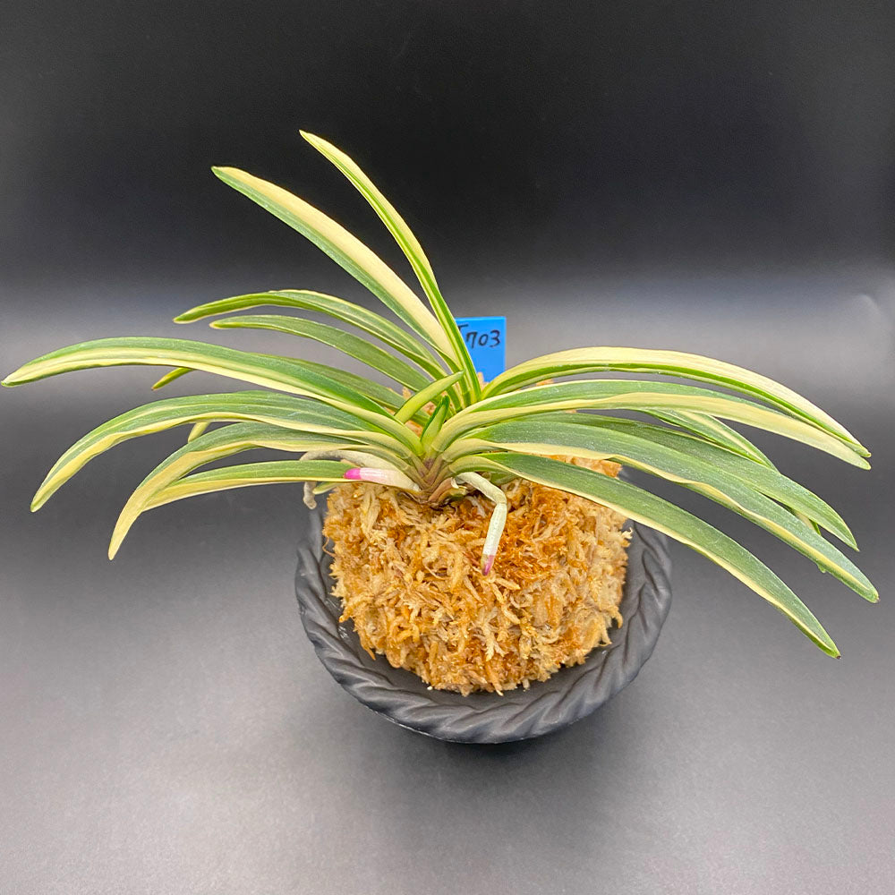 富貴蘭 虹雪 こうせつ 3本立 T703 フウキラン フウラン 送料無料