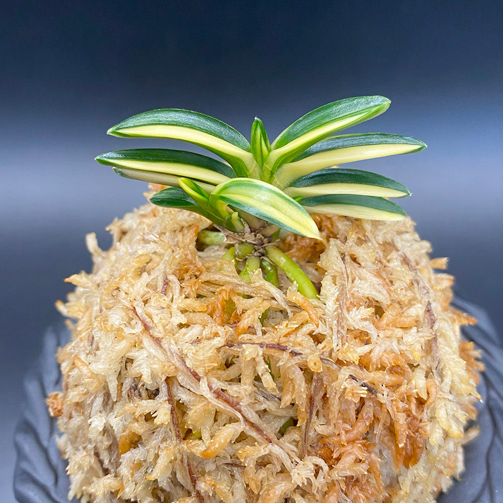 富貴蘭 佐須丸縞さすまるしま 2本と芽 T711 フウキラン フウラン 送料無料