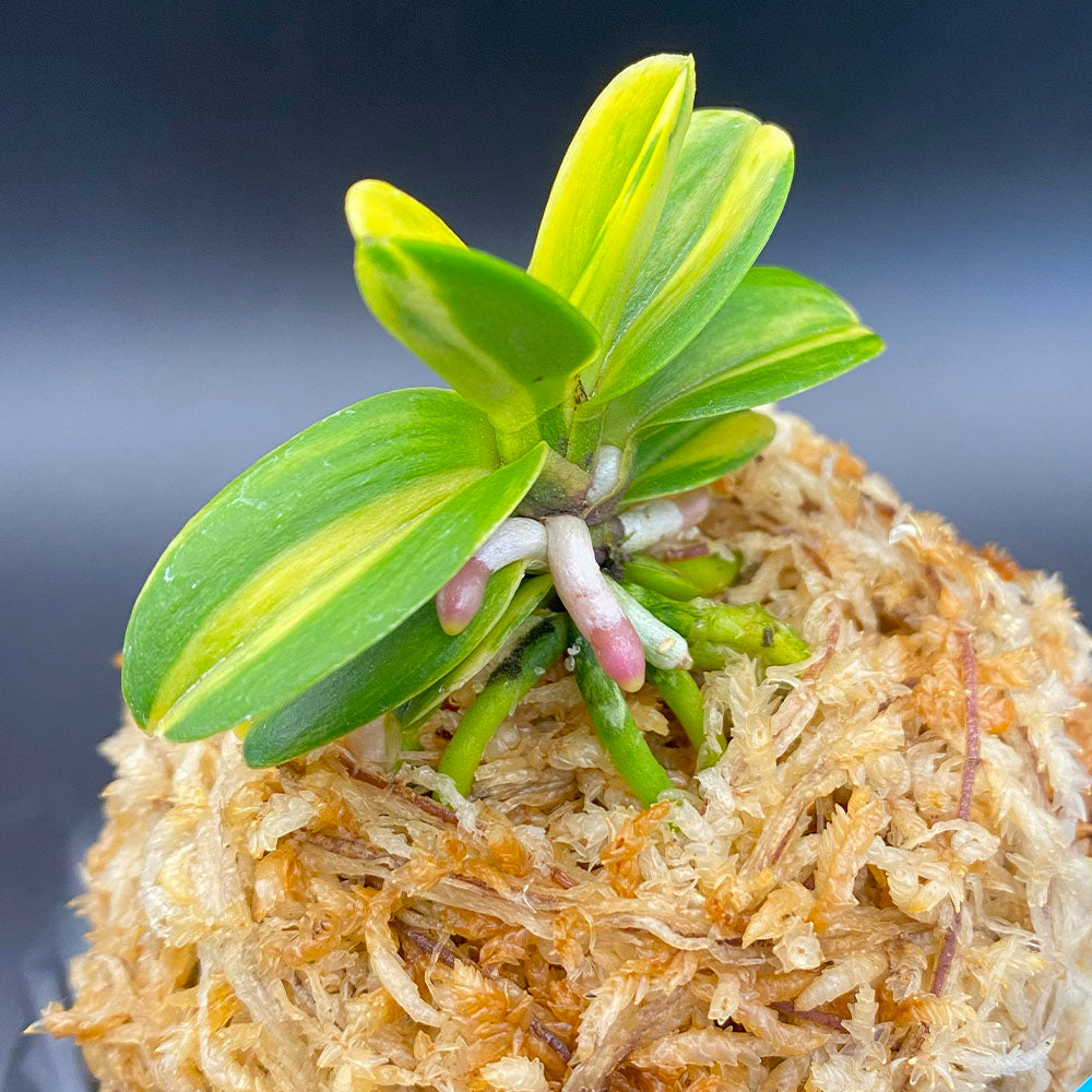 富貴蘭 無双丸縞 豆葉 むそうまるしま 1本立 T712 フウキラン フウラン 送料無料