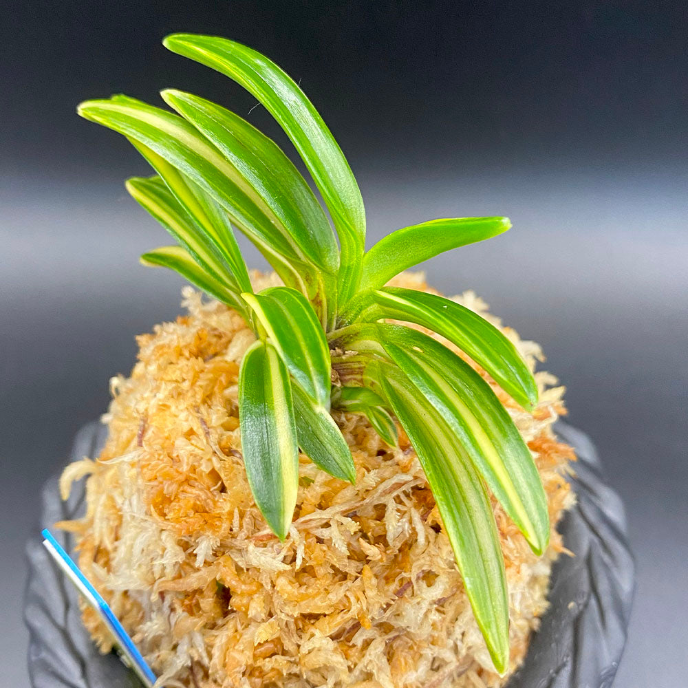 富貴蘭 大鷹丸縞 おおたかまるしま 3本立 T715 フウキラン フウラン 送料無料