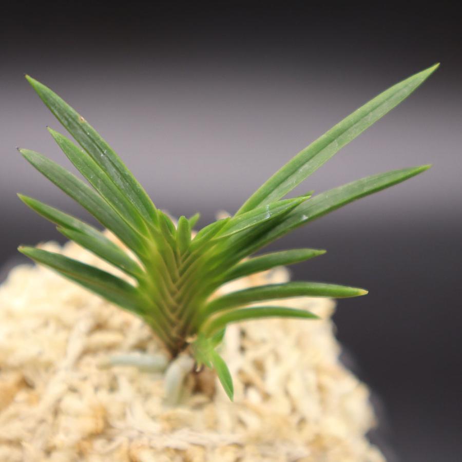 富貴蘭 舞扇 マイオウギ S49 フウキラン 蘭 花