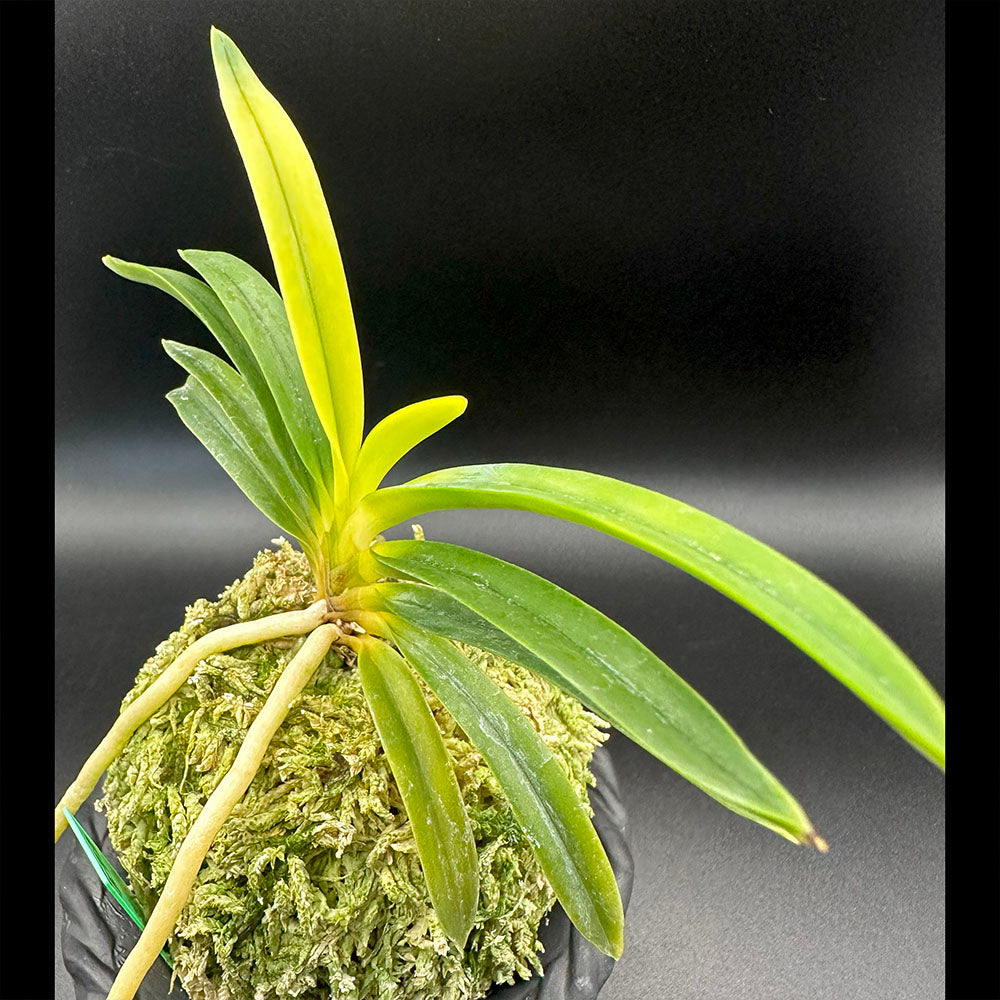 富貴蘭 風蘭 蘭 金玉牡丹 きんぎょくぼたん2本立 【現品】 T572 S50フウキラン フウラン 花 送料無料