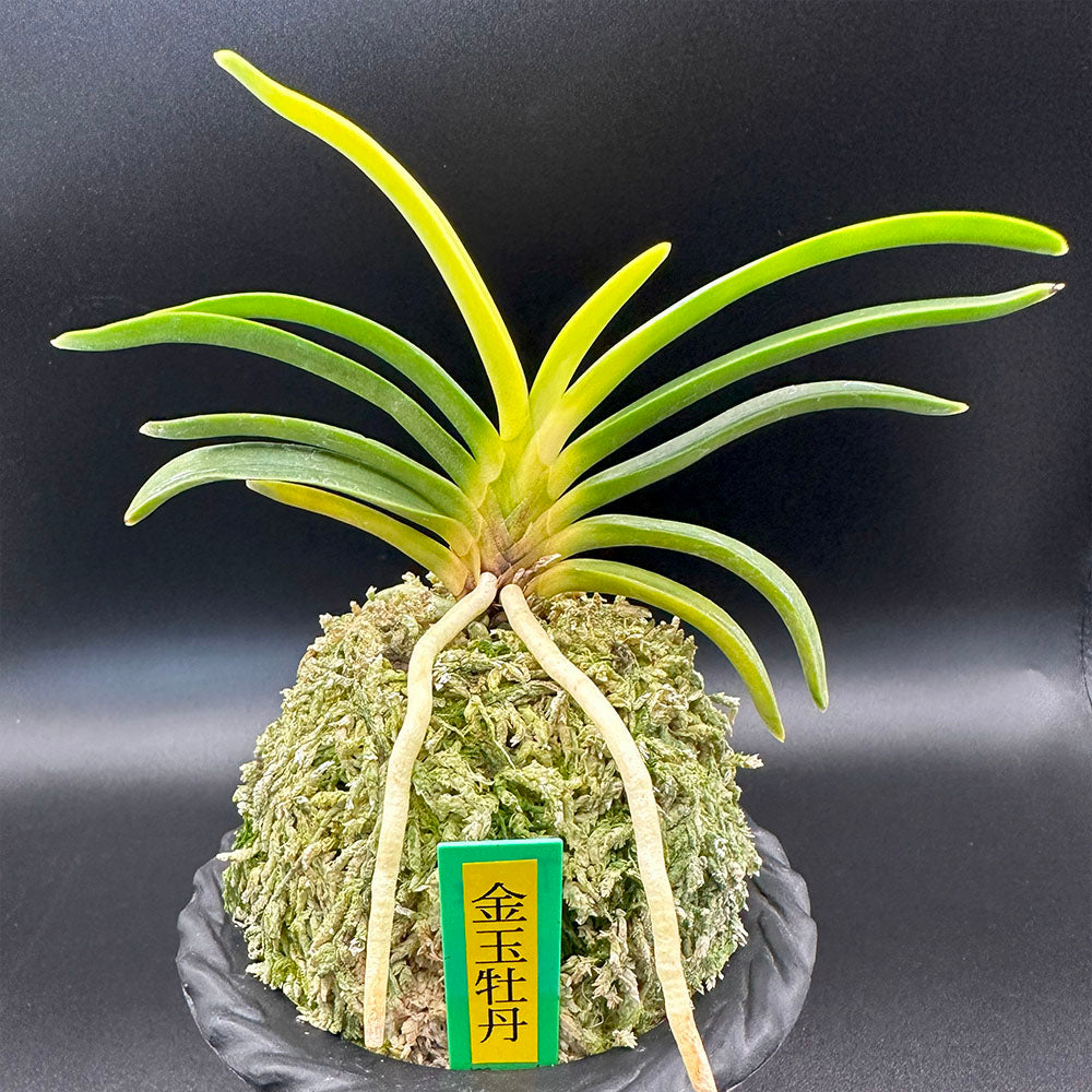 富貴蘭 風蘭 蘭 金玉牡丹 きんぎょくぼたん2本立 【現品】 T572 S50フウキラン フウラン 花 送料無料