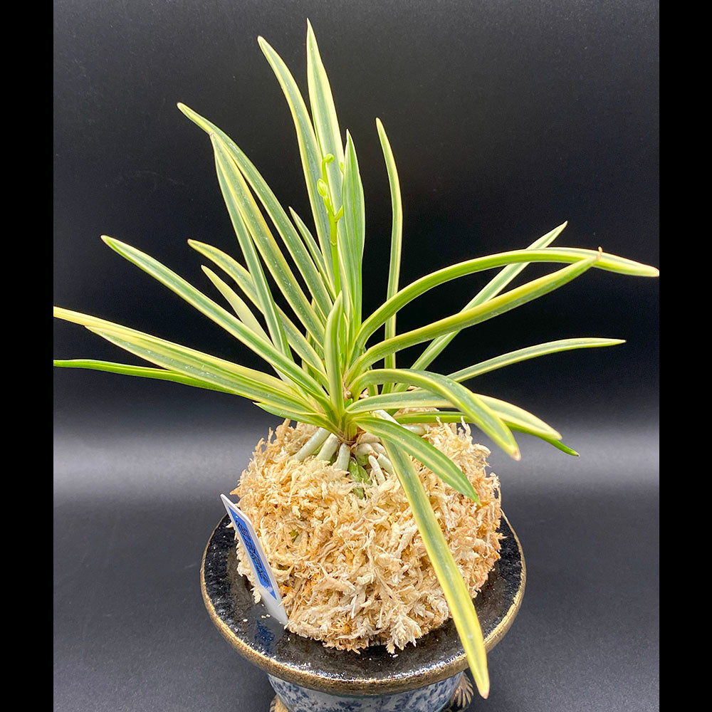 富貴蘭 風蘭 蘭 御城覆輪 ごじょうふくりん 5本立 8008 フウキラン フウラン 送料無料