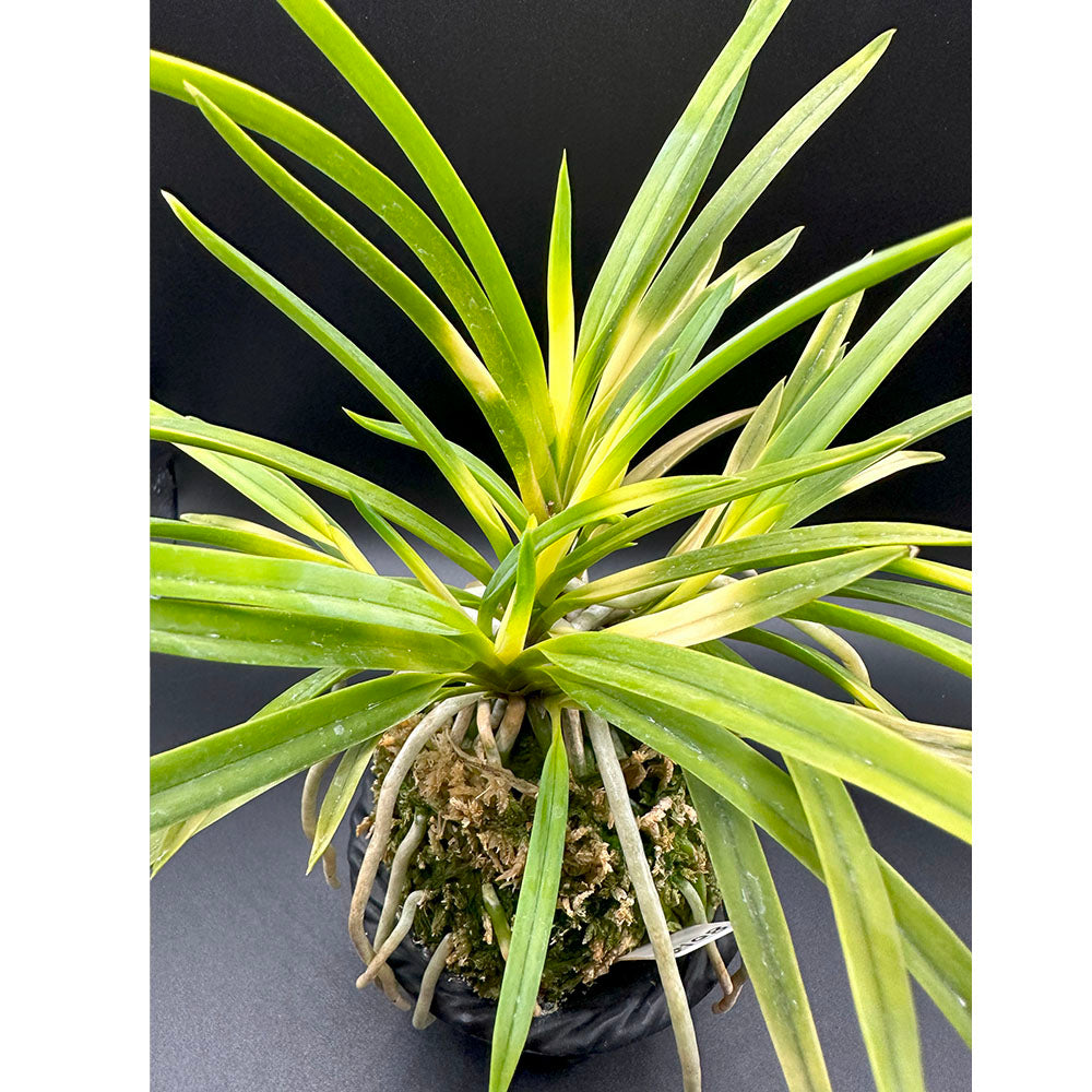 富貴蘭 旭昇 11本立 きょくしょう fu-8014 フウキラン 蘭 花