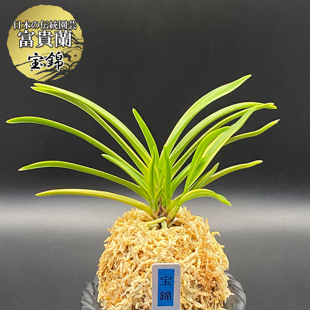 富貴蘭 風蘭 蘭 宝錦 タカラニシキ 4本立 【現品】 8036-1 フウキラン フウラン 送料無料