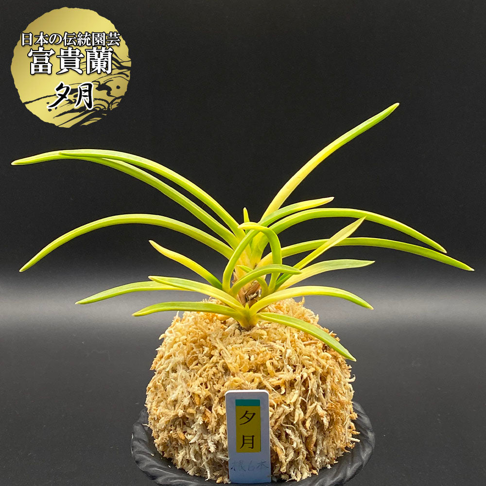 富貴蘭 風蘭 蘭 夕月 ユウヅキ 4本立 【現品】 8059-a フウキラン フウラン 送料無料