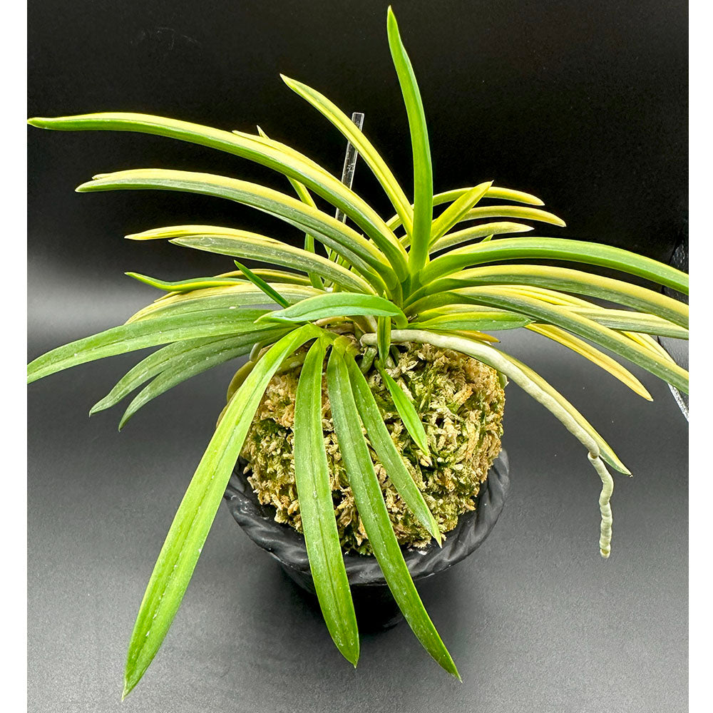 富貴蘭 雲龍滝 8本立 うんりゅうたき fu-8066フウキラン 蘭 花