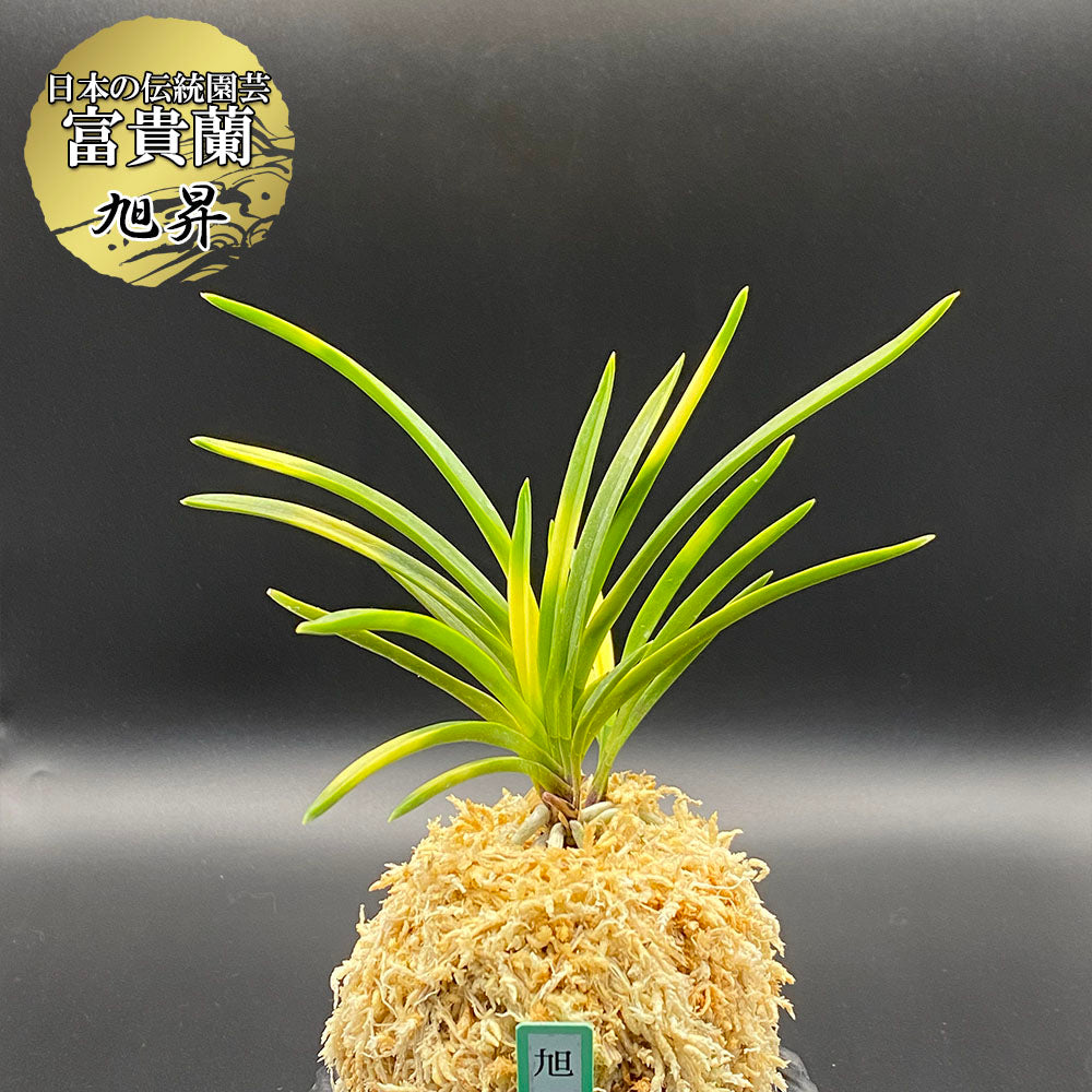 富貴蘭 風蘭 蘭 旭昇 キョクショウ 3本立 【現品】8126 フウキラン フウラン 送料無料