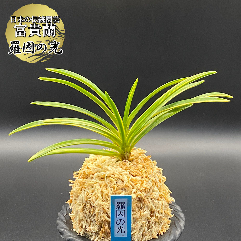 富貴蘭 風蘭 蘭 羅因の光 ラインノヒカリ 2本立 【現品】8229 フウキラン フウラン 送料無料