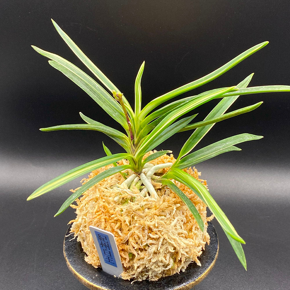 富貴蘭 風蘭 蘭 紀州白王 きしゅうはくおう 4本立 8320-A ウキラン フウラン 送料無料