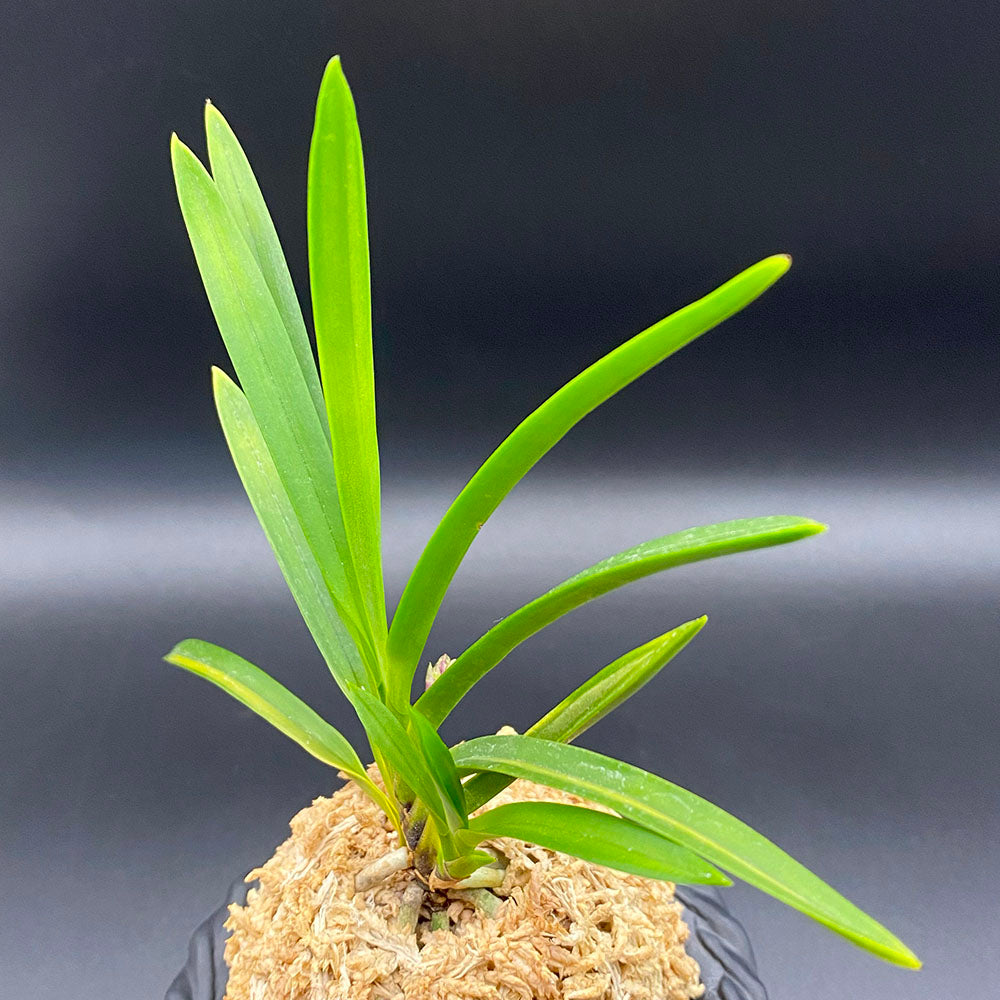 富貴蘭 風蘭 蘭 建国殿 けんこくでん 2本立 KS フウキラン フウラン 送料無料