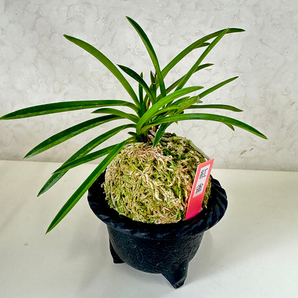 富貴蘭 紅雀 S5 フウキラン フウラン 蘭 花